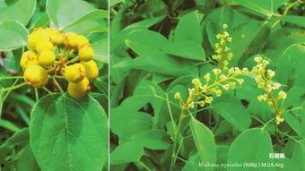 枫丹植物爆料最新消息是真的吗,最新消息真实性揭秘